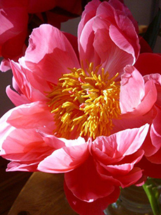 photo: flower – peonie